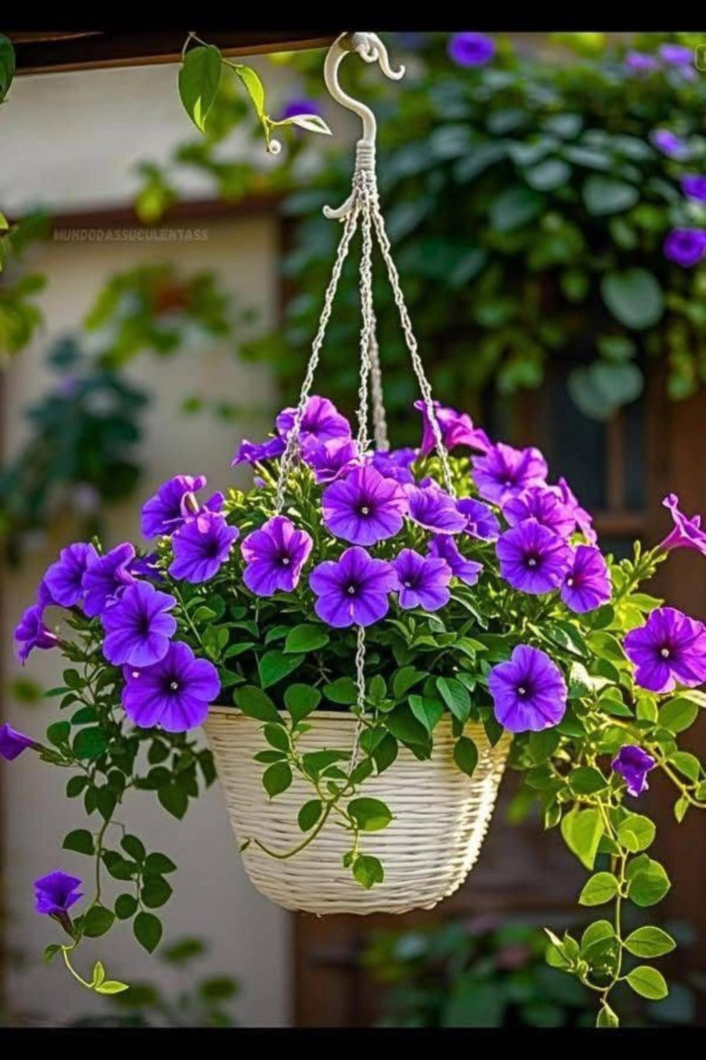 بذور البتونيا