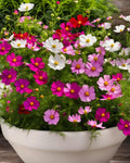 Cosmos Seed