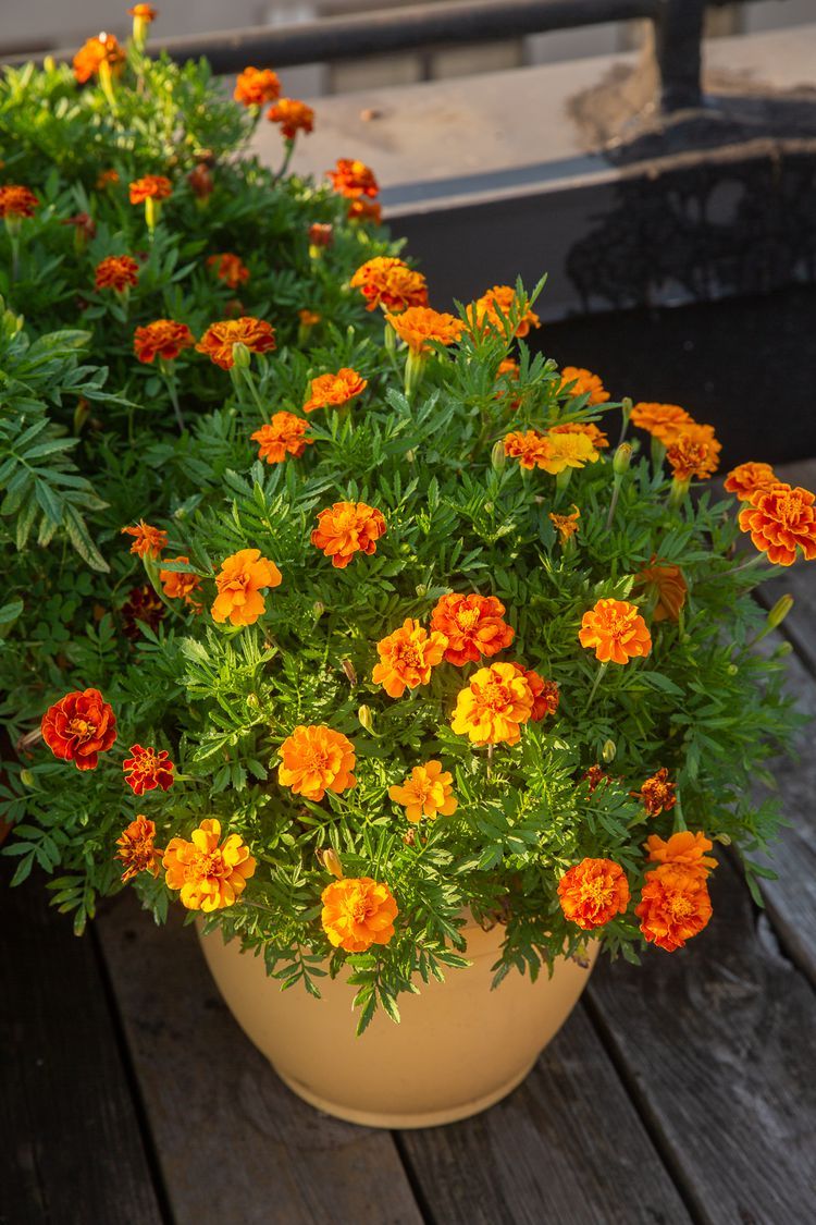 Marigold Seed