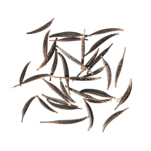 Cosmos Seed