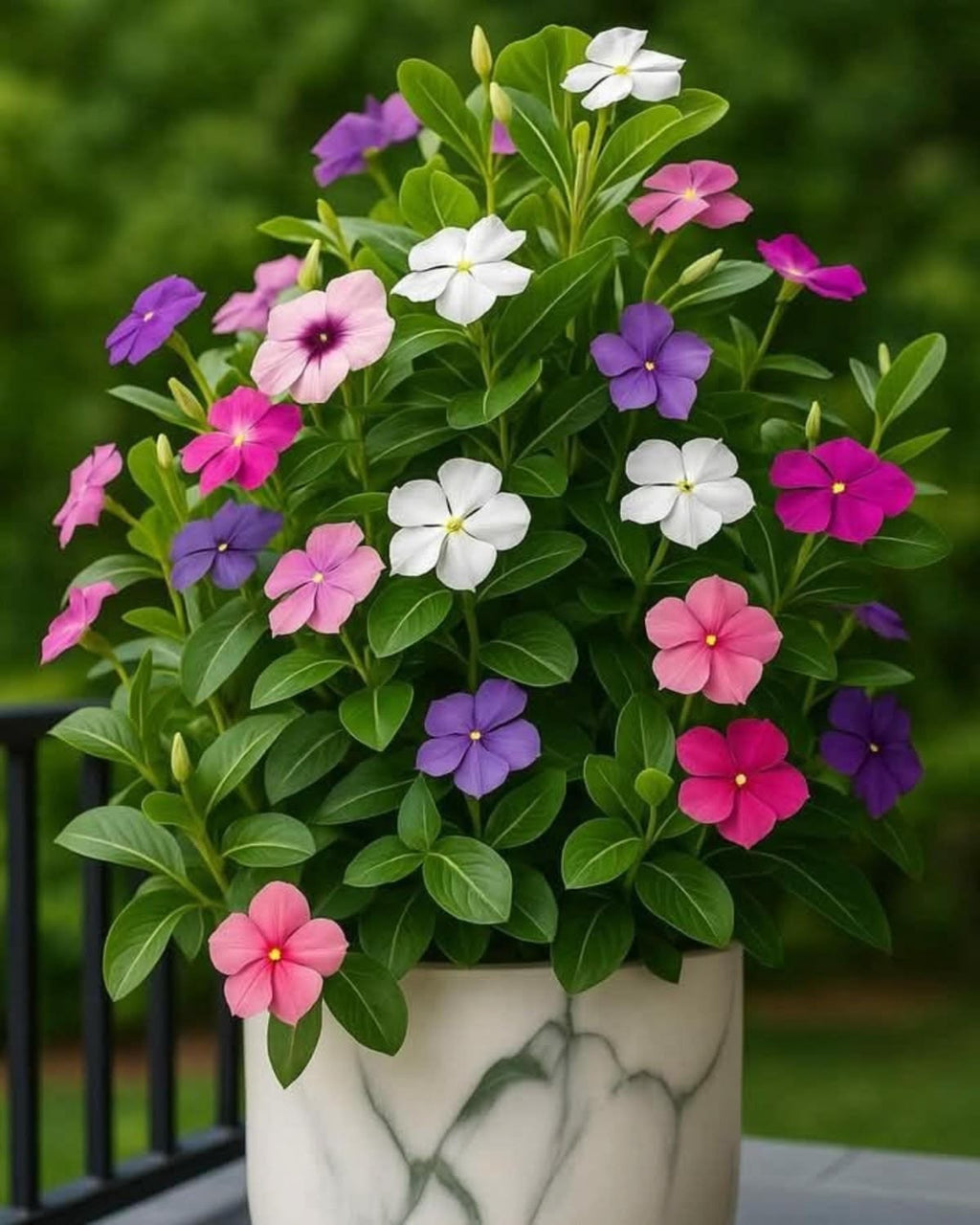 Vinca Seed