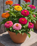Zinnia Seed